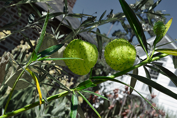 %_tempFileNameElizabeth%20Chabot_642545_assignsubmission_file_spiked_fruit%