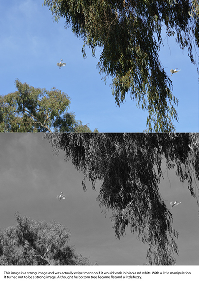 %_tempFileNameElizabeth%20Chabot_558410_assignsubmission_file_egret_dance%