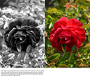 %_tempFileNameElizabeth%20Chabot_558410_assignsubmission_file_flower2%