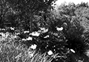 %_tempFileNameLaura%20Roney_566596_assignsubmission_file_bw2two%
