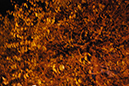 %_tempFileNameJessica%20Bush_144408_assignsubmission_file_ISO%20Hi%201%20Stationary%20Outdoor%