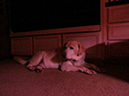 %_tempFileNameLaura%20Roney_140911_assignsubmission_file_very%20low%20light%