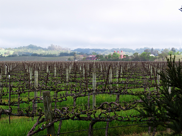 %_tempFileNameLaura%20Roney_497705_assignsubmission_file_vineandvista_one%