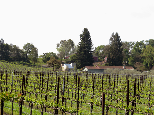%_tempFileNameLaura%20Roney_497705_assignsubmission_file_vinesandvista_five%