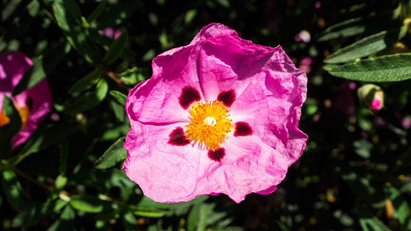 %_tempFileNameSusi%20Larsen_502460_assignsubmission_file_purpleFlowerPetal%