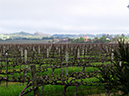 %_tempFileNameLaura%20Roney_497705_assignsubmission_file_vineandvista_one%