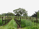 %_tempFileNameLaura%20Roney_497705_assignsubmission_file_vineandvista_three%