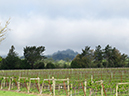 %_tempFileNameLaura%20Roney_497705_assignsubmission_file_vineandvista_two%