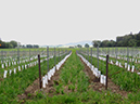 %_tempFileNameLaura%20Roney_497705_assignsubmission_file_vinesandvista_four%