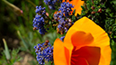 %_tempFileNameSusi%20Larsen_502460_assignsubmission_file_flowerOrangePurple%