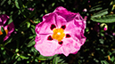 %_tempFileNameSusi%20Larsen_502460_assignsubmission_file_purpleFlowerPetal%