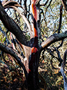 %_tempFileNameGregoryArt%2082-Annadel-14%