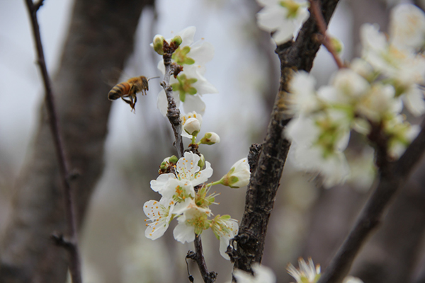 %_tempFileNameAndrew%20Egan_864580_assignsubmission_file_Pollinating%
