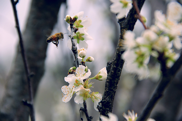 %_tempFileNameAndrew%20Egan_864580_assignsubmission_file_Pollinating_Curves%