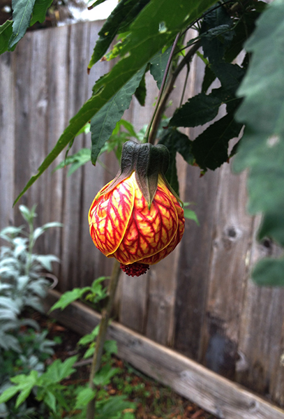 %_tempFileNameKatie%20Karns_864554_assignsubmission_file_Flower-edit%