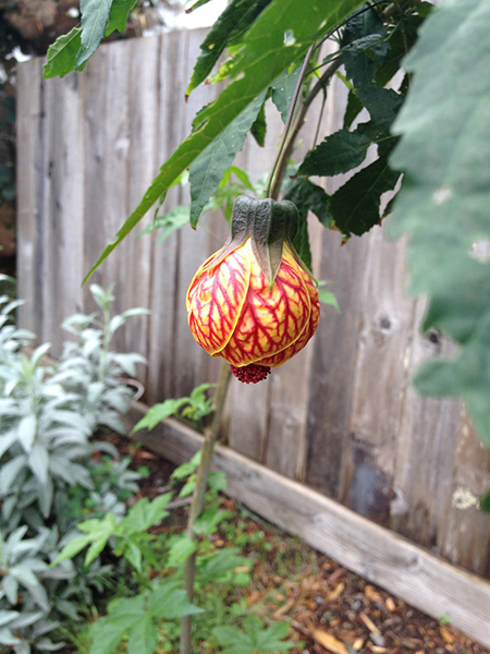 %_tempFileNameKatie%20Karns_864554_assignsubmission_file_flower%