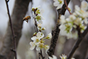 %_tempFileNameAndrew%20Egan_864580_assignsubmission_file_Pollinating%