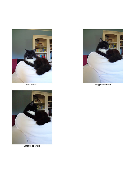 %_tempFileNameMegan%20Hiner_845188_assignsubmission_file_Black%20Cat%