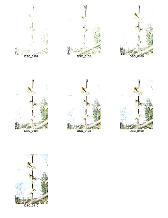 %_tempFileNameMegan%20Hiner_845188_assignsubmission_file_Plum%20Tree%20Branch%