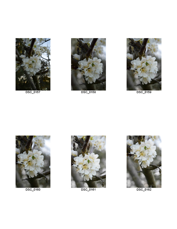 %_tempFileNameMegan%20Hiner_845188_assignsubmission_file_Plum%20flower%