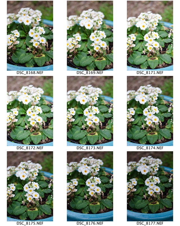 %_tempFileNameTifani%20Beecher_845203_assignsubmission_file_ContactSheet-003%