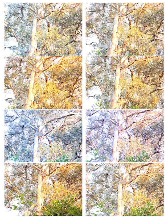 %_tempFileNamejolie%20baskett_845176_assignsubmission_file_ContactSheet-002%