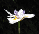 %_tempFileNameKatie%20Karns_883848_assignsubmission_file_11%