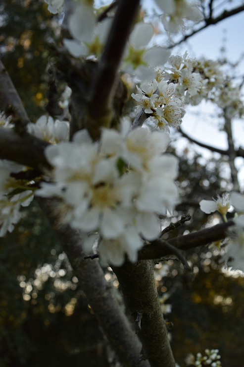 %_tempFileNameMegan%20Hiner_841333_assignsubmission_file_Flower%20one%