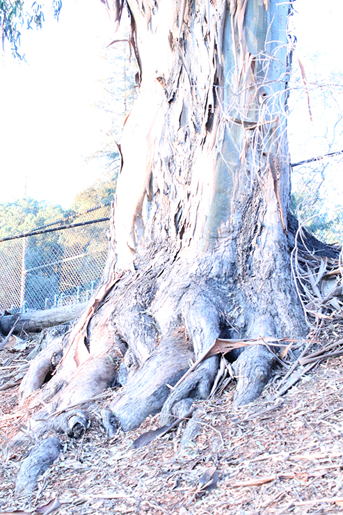 %_tempFileNamejolie%20baskett_841359_assignsubmission_file_forest%20010%