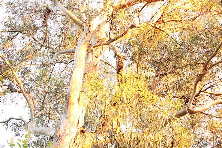 %_tempFileNamejolie%20baskett_841359_assignsubmission_file_forest%20014%
