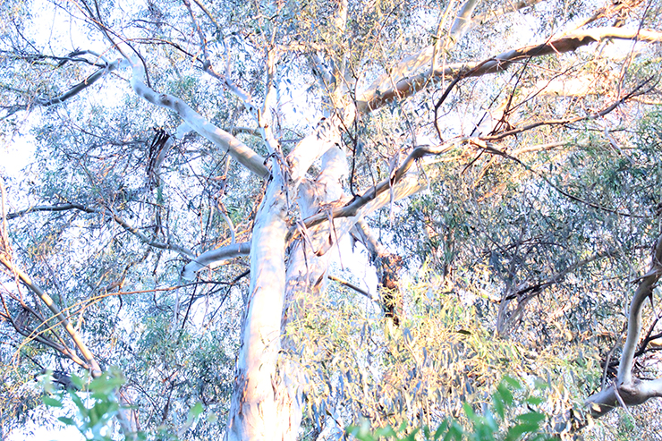%_tempFileNamejolie%20baskett_841359_assignsubmission_file_forest%20016%