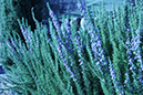 %_tempFileNameAndrew%20Egan_841342_assignsubmission_file_Lo_Kelvin%
