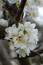 %_tempFileNameMegan%20Hiner_841333_assignsubmission_file_Flower%203%