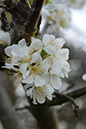 %_tempFileNameMegan%20Hiner_841333_assignsubmission_file_Flower%204%