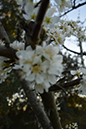 %_tempFileNameMegan%20Hiner_841333_assignsubmission_file_Flower%20one%