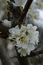 %_tempFileNameMegan%20Hiner_841333_assignsubmission_file_Flower%20two%