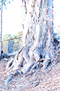 %_tempFileNamejolie%20baskett_841359_assignsubmission_file_forest%20002%