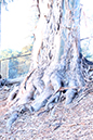 %_tempFileNamejolie%20baskett_841359_assignsubmission_file_forest%20008%