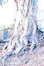 %_tempFileNamejolie%20baskett_841359_assignsubmission_file_forest%20010%
