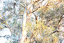 %_tempFileNamejolie%20baskett_841359_assignsubmission_file_forest%20012%