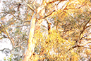 %_tempFileNamejolie%20baskett_841359_assignsubmission_file_forest%20014%