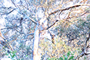 %_tempFileNamejolie%20baskett_841359_assignsubmission_file_forest%20016%