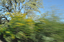 %_tempFileNameMarc%20Mcdonald_848874_assignsubmission_file_Blurred%20Trees%