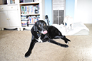 %_tempFileNameMegan%20Hiner_848896_assignsubmission_file_Dog%204%