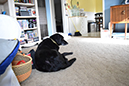 %_tempFileNameMegan%20Hiner_848896_assignsubmission_file_Dog%207%
