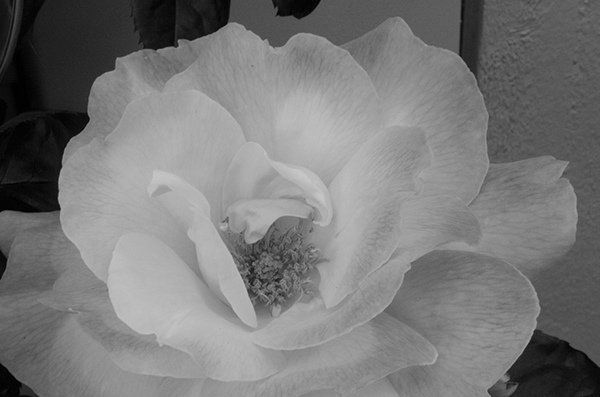 %_tempFileNameElizabeth%20Martinez_872241_assignsubmission_file_DSC_3194_1%