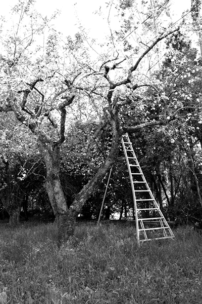 %_tempFileNameMegan%20Hiner_872251_assignsubmission_file_Orchard%202%