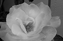 %_tempFileNameElizabeth%20Martinez_872241_assignsubmission_file_DSC_3194_1%