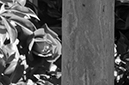 %_tempFileNameElizabeth%20Martinez_872241_assignsubmission_file_DSC_3223_1%