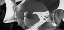%_tempFileNameMarc%20Mcdonald_872249_assignsubmission_onlinetext_DSC_0948%